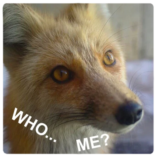 fox, fox, muzzle fox, the eyes of the fox, the fox is cunning