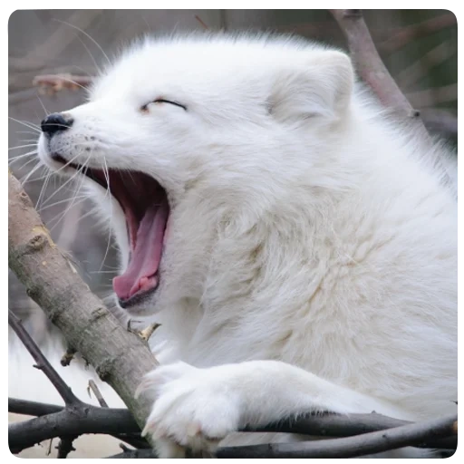 песец, песец лиса, arctic fox, белый песец, песец зевает