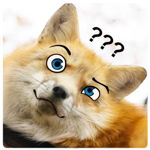 fox, joke, dog fox, dog fox, pesel is a dog