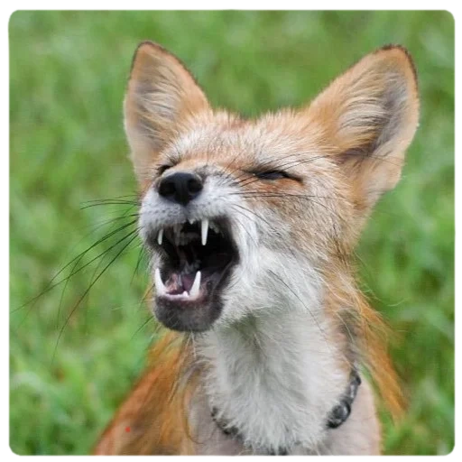 fox, the mouth of the fox, a frenzied fox, fox rabies, fox fox