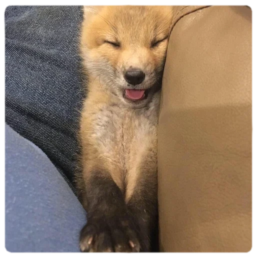 fox, fox, fox, animal, fox fox