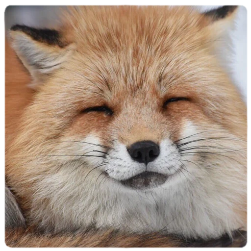 fox, cat, animals, fox fox, cunning fox