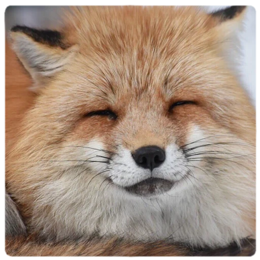 fox, cats, animaux, renard renard, le renard rusé