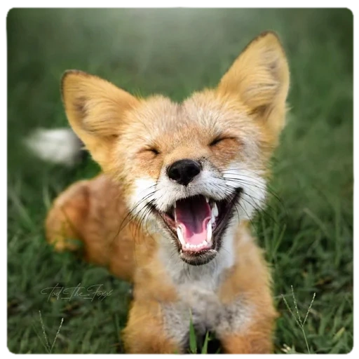 fox, a raposa sorriu, a raposa boceja, raposa engraçada, raposa prejudicial