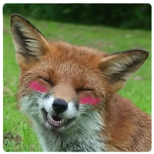 la testa grande, la volpe, fox fox, faccia di volpe, fox divertente