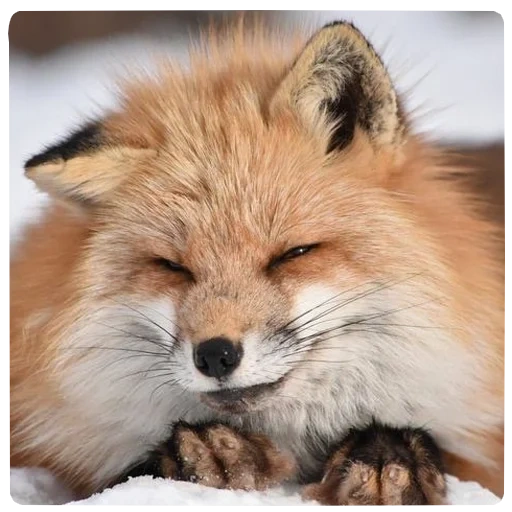 fox, fox fox, a raposa é fofa, raposa vermelha, raposa bonita