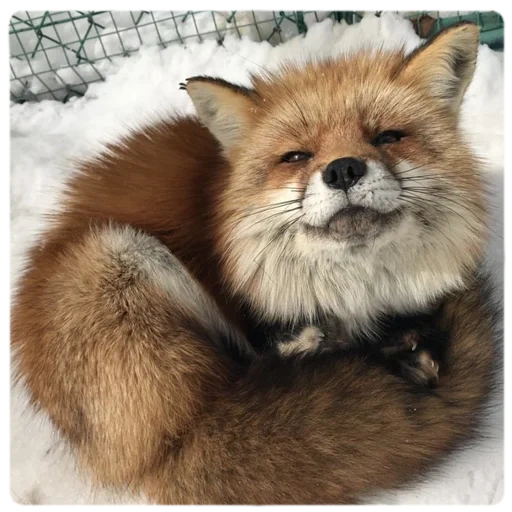 fox, fox uwu, fox astuto, fox grande, fox
