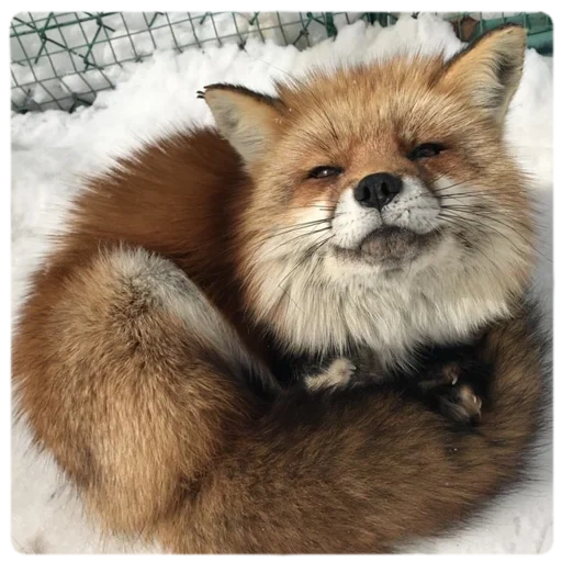 fox, fox uwu, le renard est rusé, renard tuba, fox