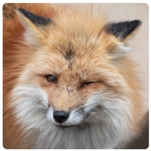 fox, fox mord, fox fox, the fox is cunning, fox is a cunning muzzle