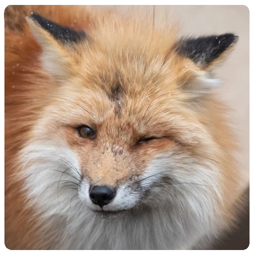 fox, face de renard, renard renard, le renard est rusé, museau rusé du renard