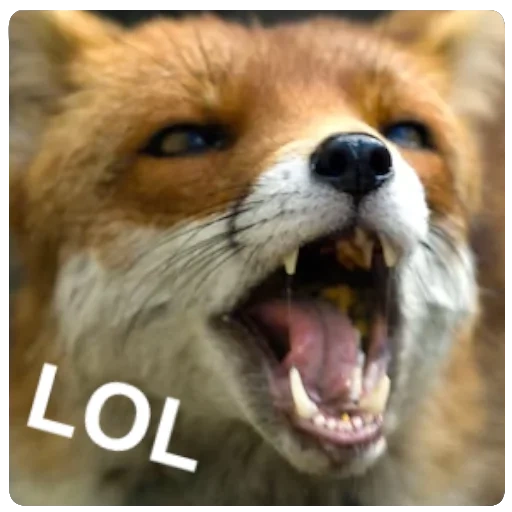 fox, a raposa sorriu, raiva raiva, fox fox fox, raiva raposa