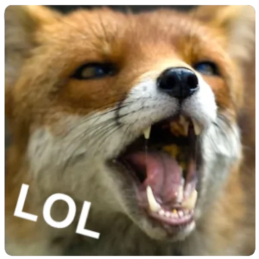 fuchs, der fuchs grinste, ein rasender fuchs, mad fox fox, fuchs tollwut