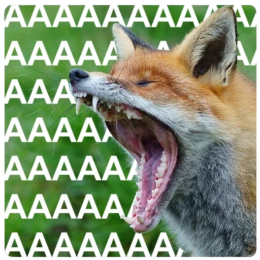 fox, rage, fox red, renard enragé, rage du renard