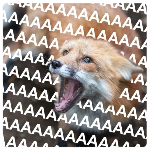 fox, fox, aaaaaa, fox fox, cat aaaaaaaaaaaaaaa