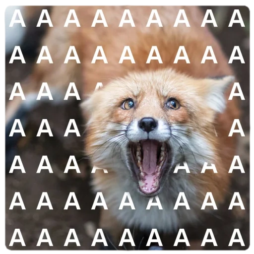 fox, engraçado, fox, fox fox fox, cat aaaaaaaaaaaaaaa