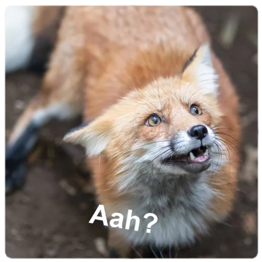 fox, fox, renard renard, bouche de renard, renard roux