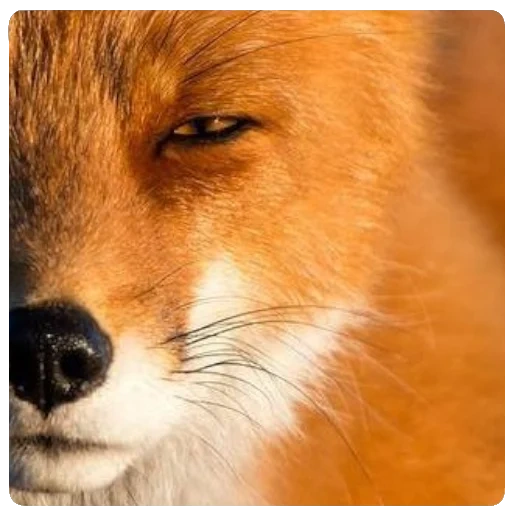 fox, mauvais renard, renard renard, le renard rusé, le renard est rusé