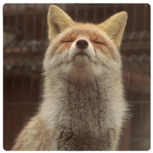 fox, engraçado, animal, animal alegre, animal ridículo
