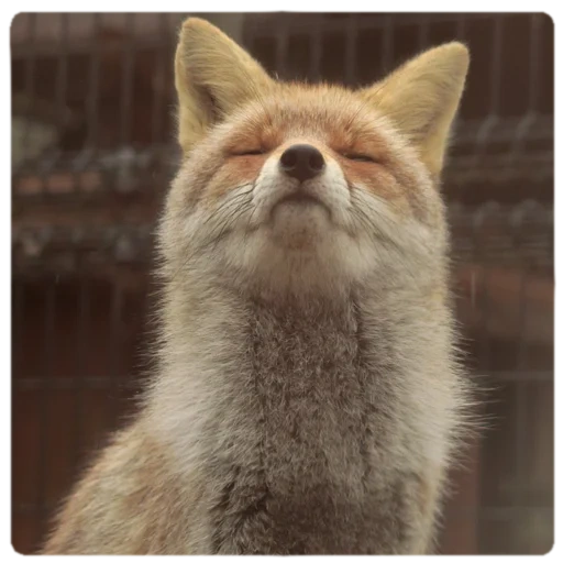 fox, drôle, animaux, animaux joyeux, animal ridicule