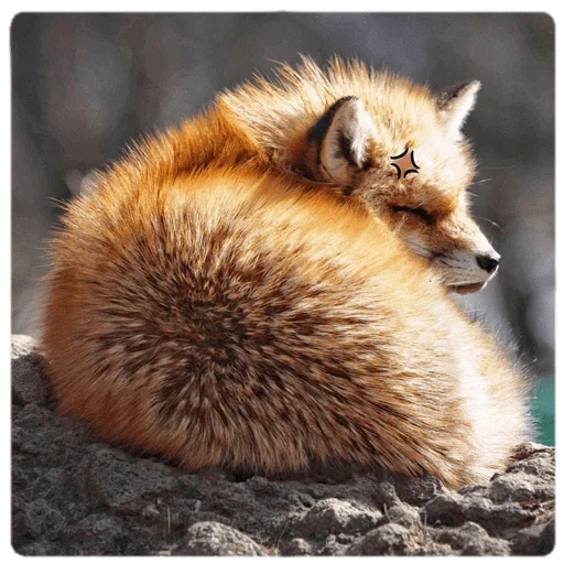 fox, fox uwu, renard renard, renard roux, queue de renard poilue