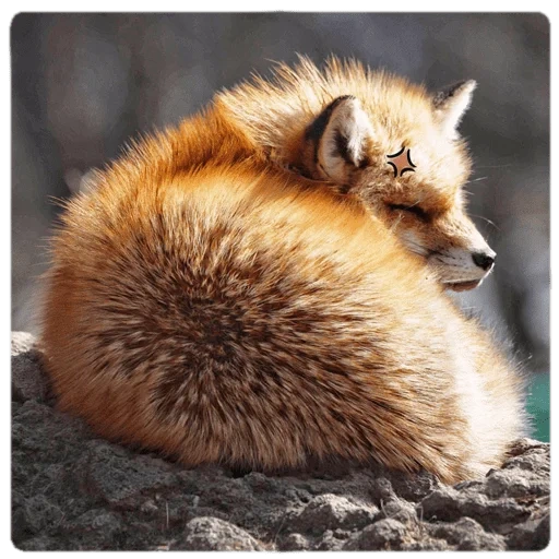 fuchs, fox uwu, fox fox, roter fuchs, flauschiger schwanz des fuchs