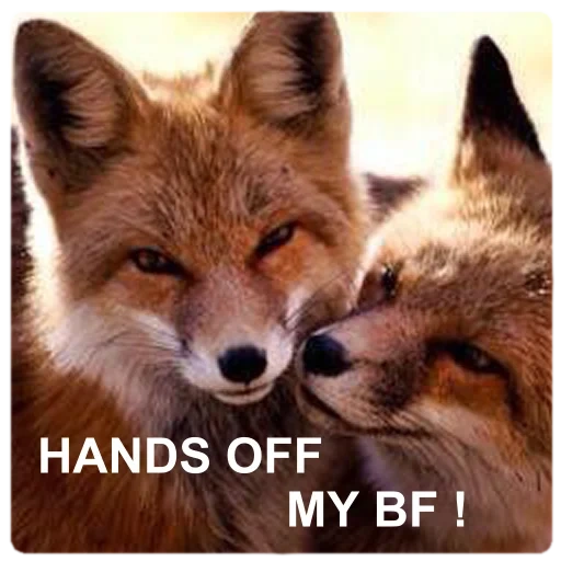 fox, fox, nariz de raposa, fox fox, fox