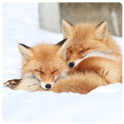 fox, renard renard, renard roux, fox fyr fyr, mélange de renards
