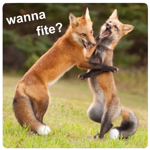 la volpe, la volpe, due volpi, coppia fox, fox fox