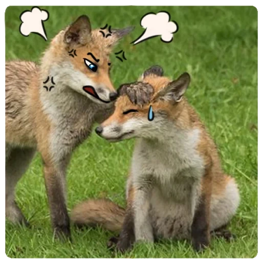 fox, fox, deux renards, renard renard, renard renard