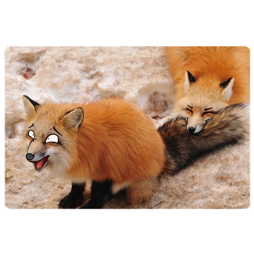 fuchs, fuchs, fox fox, roter fuchs, korsak fox