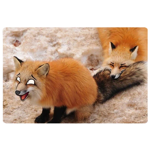 rubah, rubah, rubah rubah, rubah merah, cossack fox