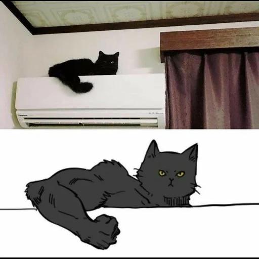 der kater, die katze ist schwarz, memes von katzen, die katzen sind lustig, süße katzen sind lustig