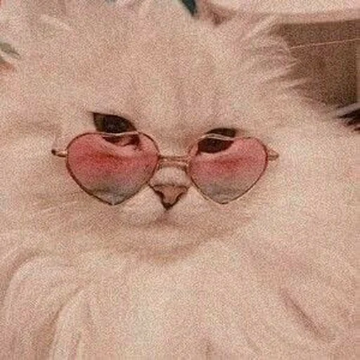 lunettes roses, les chats mignons sont drôles