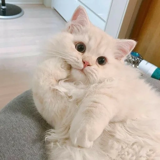 gato, gato de tierra, gatito blanco, lindo sello, gatito peludo