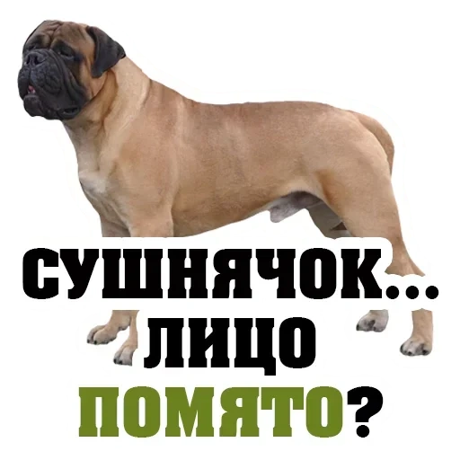bulmastif, chien de bulmastiff, race de bulmastifa, la race de chiens est bulmastphone, anglais mastiff bulmastif