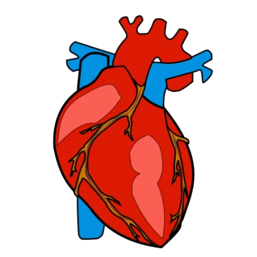 сердце, иллюстрация, сердце клипарт, сердце человека, ишемическая болезнь сердца