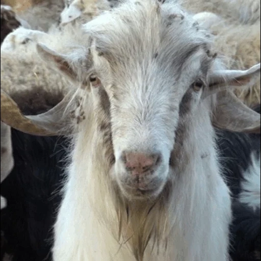 kozzi, goat, goat, white goat, old goat