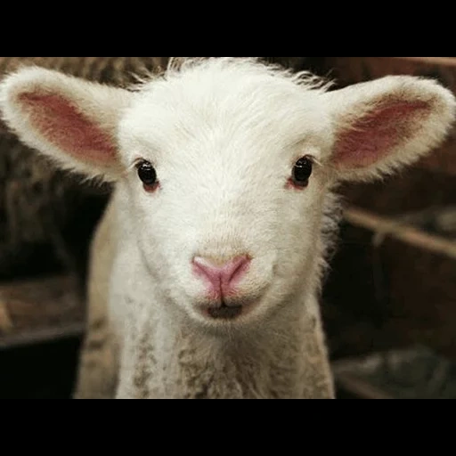 sheep, lamb, live mutton, little lamb, beautiful mutton