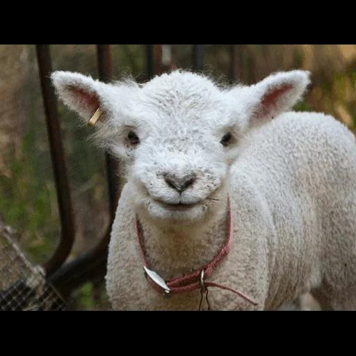 овца, ягненок, белая овечка, животные милые, смешной ягненок