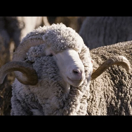 papel de parede de baran, as raças de ovelha, o chifre do carneiro, ovelhas merinos, ovelha da raça merinos