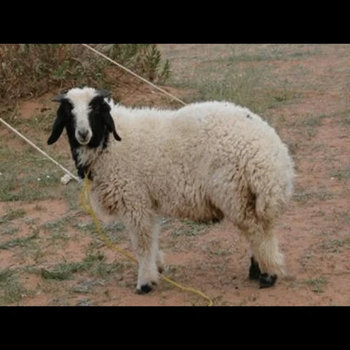 oveja, animales, las razas de ovejas, carnicería, bergshaf breed of sheep