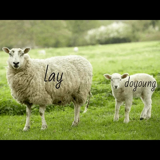 mouton, mouton, le mouton est un agneau, photos d'un mouton, baran mouton de l'agneau