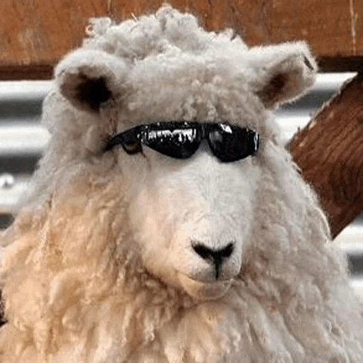 nao, sheep, terrible, fishki.net, a sturdy sheep
