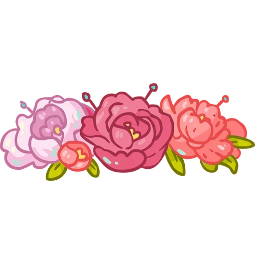 розы цветы, розы розовые, цветы розовые, роза лепестки, цветок камелия