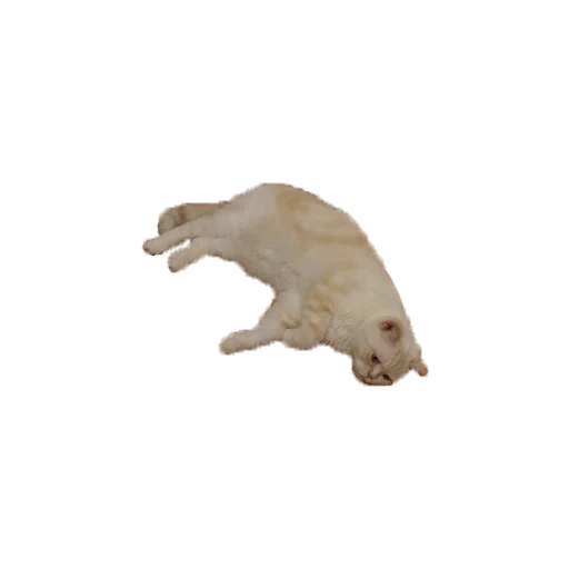 cat, gli animali, i topi lego, orso bianco, statuetta mojo orso polare 387183