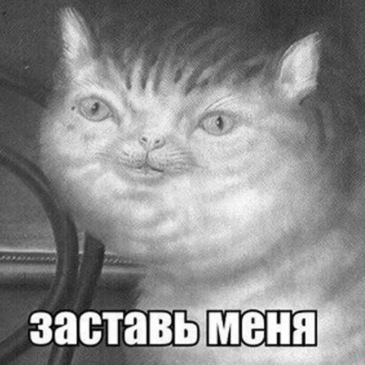 seal, cat meme, a weak cat, animals are ridiculous, hard cat meme