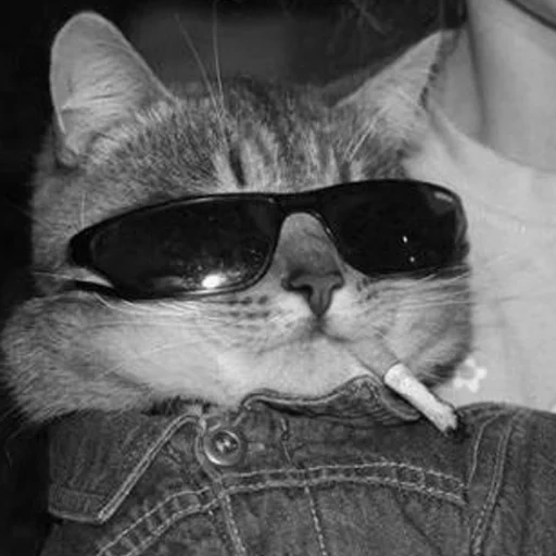 gato genial, el gato es un cigarro, gafas oscuras gato