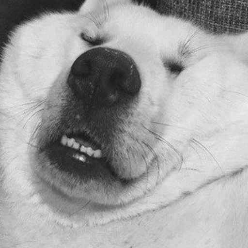 wajah, anjing, anjing riang, posting keren, meme anjing putih