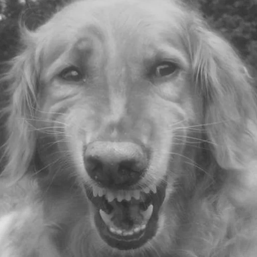 dog, the hound giggled, hound, dog mouth meme, golden retriever