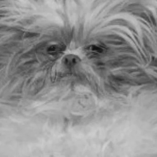 anjing, anjing yang cantik, anjing yang mengantuk, anjing griffon, brussels griffon dog